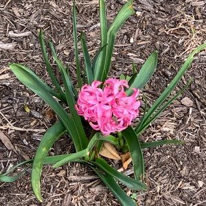 Meet your Posher, Tracy